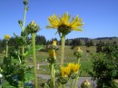 Alant - Inula helenium * 1410 x 1058 * (477KB)